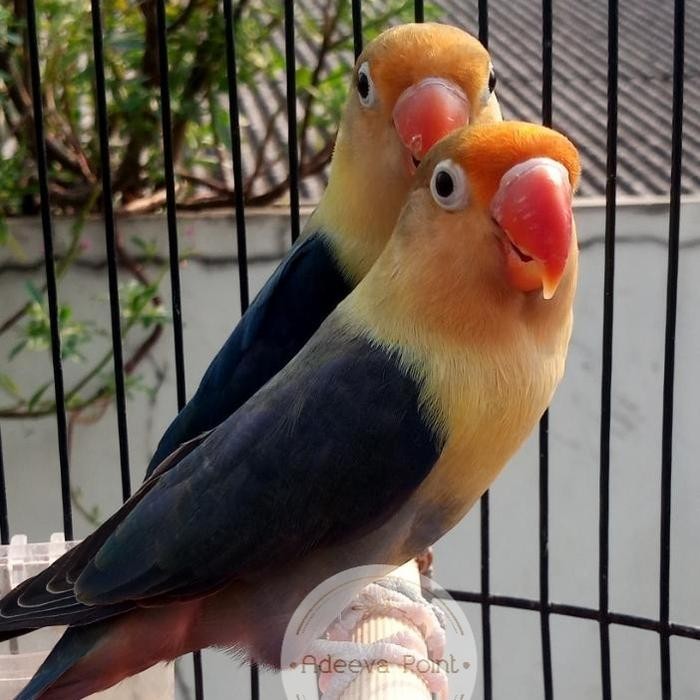 Burung Lovebird Lakbet PB PB Blue Sepasang Paud