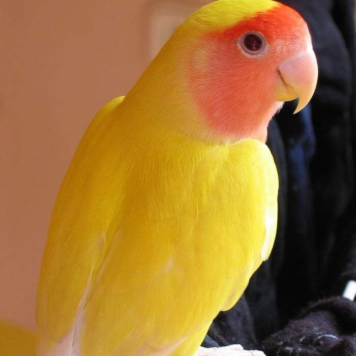 burung lovebird non klep ovaline mata merah pilihan