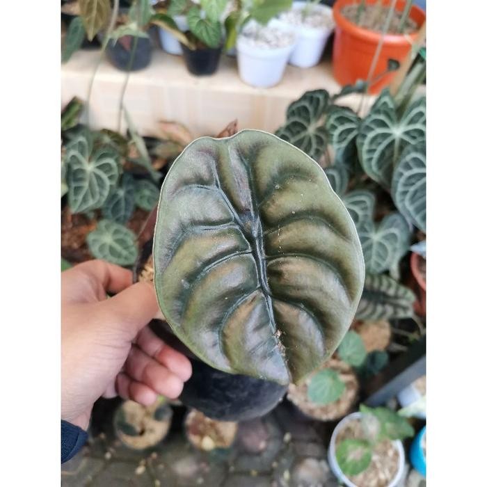 Tanaman alocasia cuprea / keladi tengkorak / Alocasia tengkorak