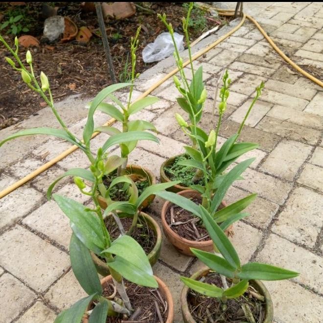 Paket 6 Tanaman Anggrek Dendrobium Sudah Berbunga Kenop