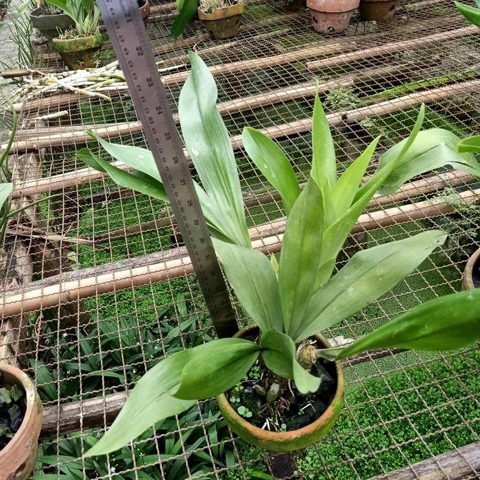 anggrek grammatophyllum tiger paw dewasa