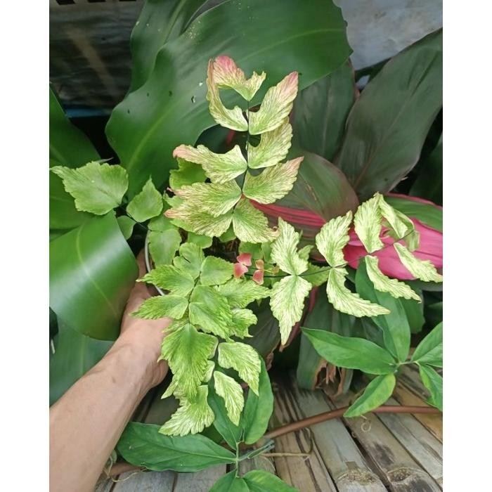 Suplir kupu kupu pink variegata / Adiantum macrophyllum varigated