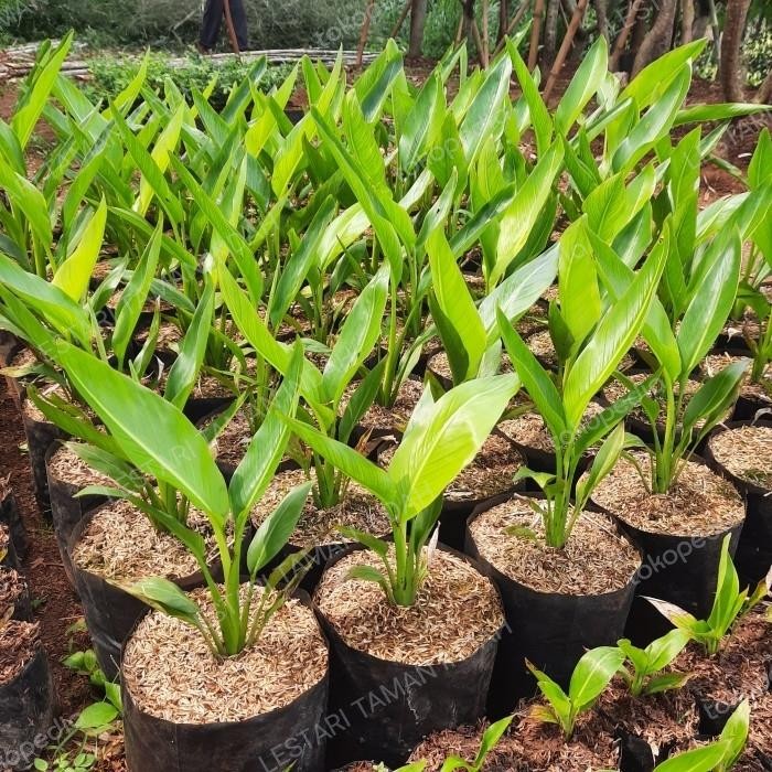 tanaman hias pisang kipas pohon pisang kipas bibit pohon pisang kipas