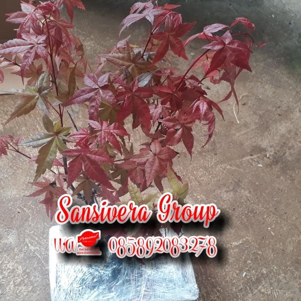 Japanese Red Maple / Bonsai Maple