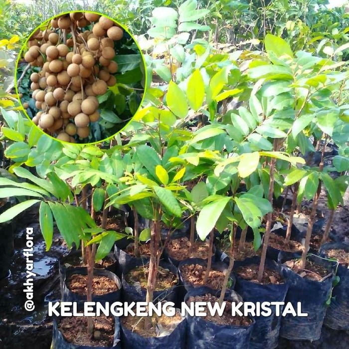 Kelengkeng New Kristal Tanaman Buah Kelengkeng Kristal Lengkeng