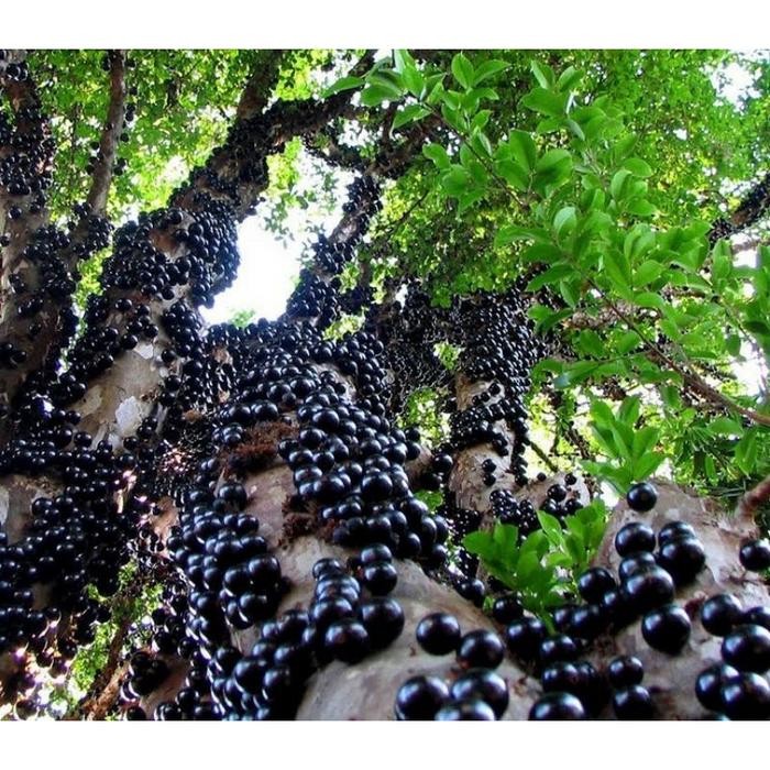 

Buah Gowok atau Kupa segar