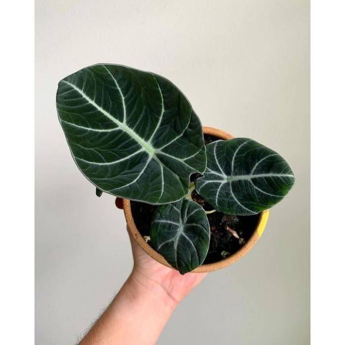 Alocasia Black Velvet / Alocasia Hitam Legam