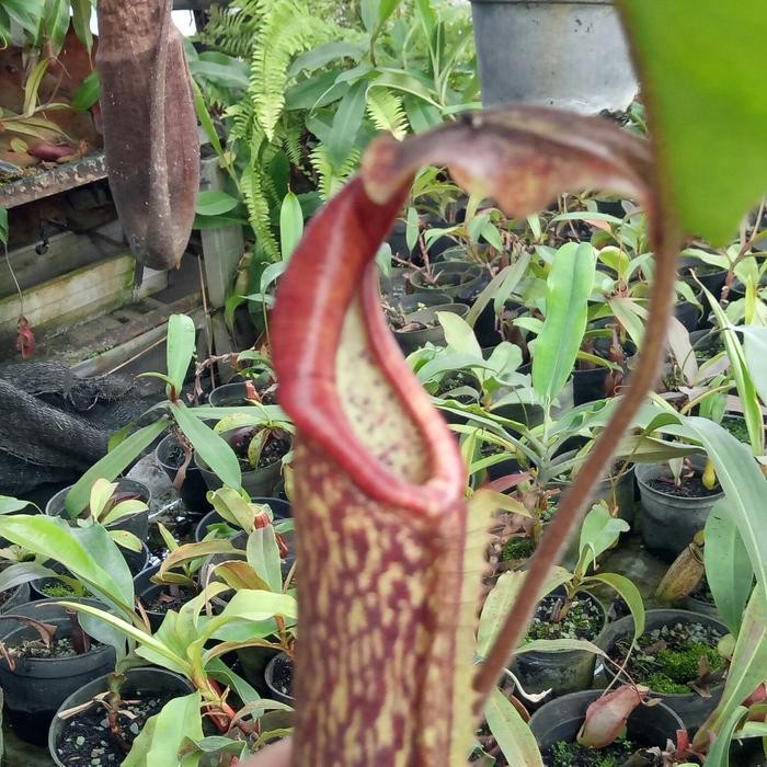nepenthes boschiana x maxima maluku/kantong semar/nepenthes/karnivora