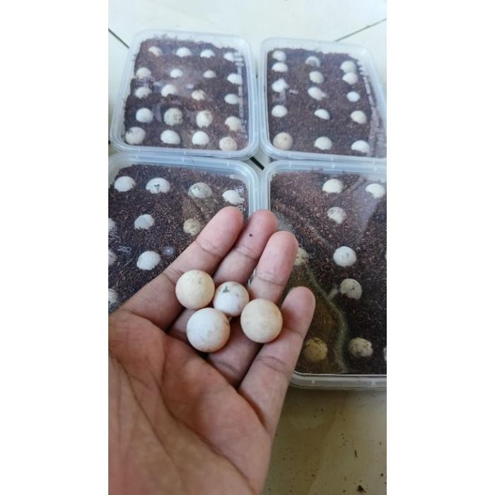 

(Expert) telur bulus siap netas paket 22 butir