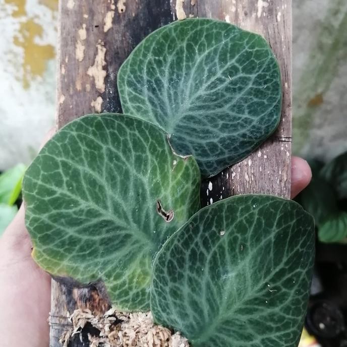 RHAPHIDOPHORA CRYPTANTHA, BUKAN MONSTERA DUBIA, PIPER CLYPEATUM LARIS