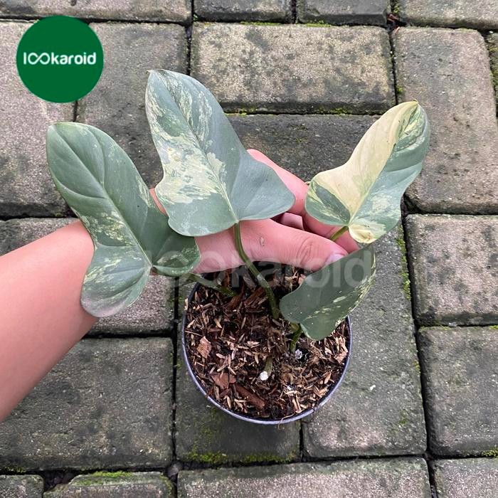 Tanaman Hias Philodendron Violin Variegata / Violin Varigata