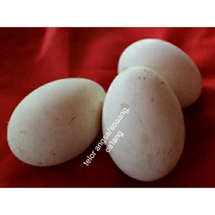 

(Expert) Telor angsa/telor soaang temburuk asli