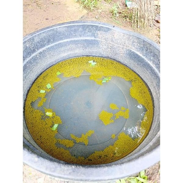 

Telur/larva gurame paket 500 butir