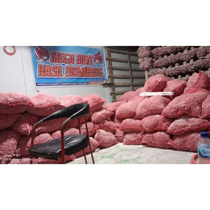 (Expert) Bibit Bawang Merah NGANJUK 1 KG ( Bibit ukuran kecil)