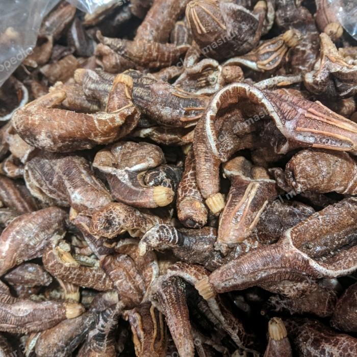 

(Expert) kerupuk teripang khas surabaya murah kemasan 100g