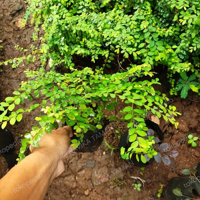 Tanaman Hias Ekor Merak - Pohon Ekor Merak