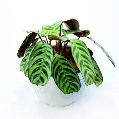Tanaman Calathea Makoyana, Pohon Calathea Makoyana