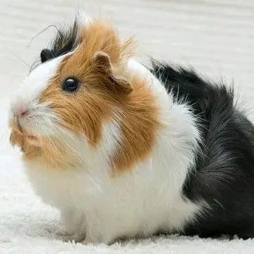 marmut abisinian jabrik