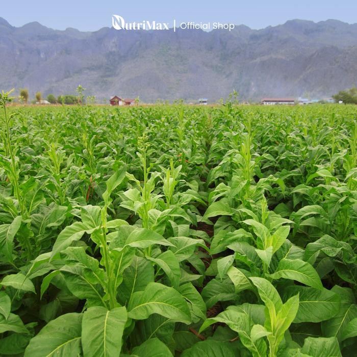 Promo Organic Plant Booster Tembakao 500 Ml - Pupuk Organik Cair Dan Zpt Khusus Tembakao -