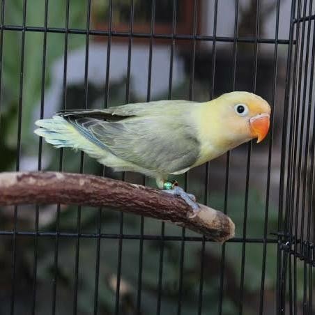 Lovebird Pb Ewing /Lovebird Murah
