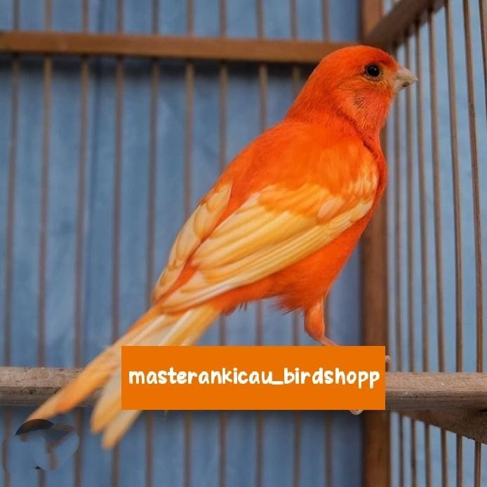 burung kenari merah lokal merlok bahan prospek super