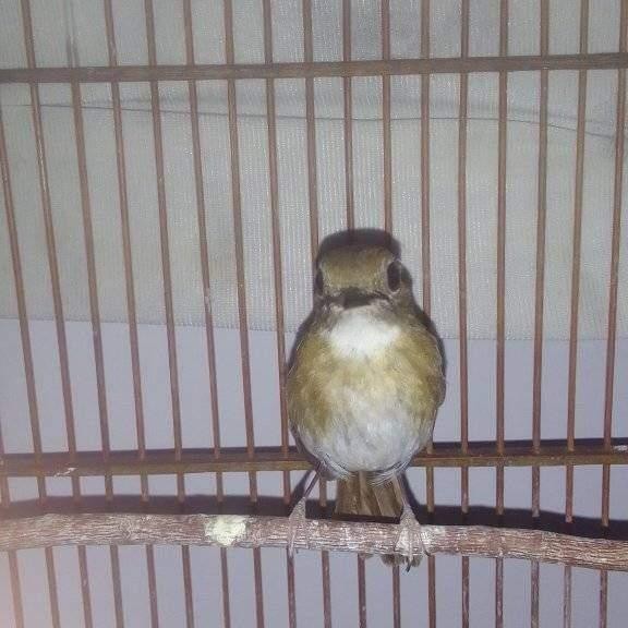 burung SRDC rajin ngeriwik pilihan