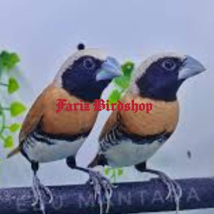 BURUNG CHESTNUT FINCH SEPASANG