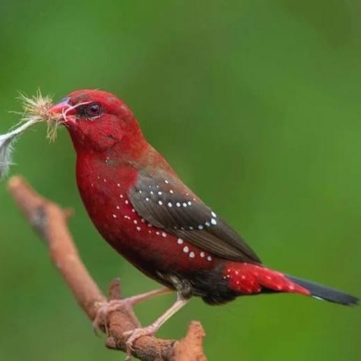 burung strawberry finch sepasang pilihan