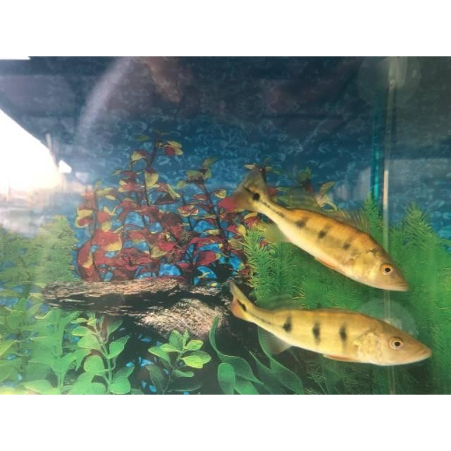 [Expert] Pbass monoculus Pbass Mono