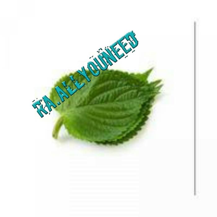 

New Daun Wijen Muda ( Perilla Leaf 100 gr )