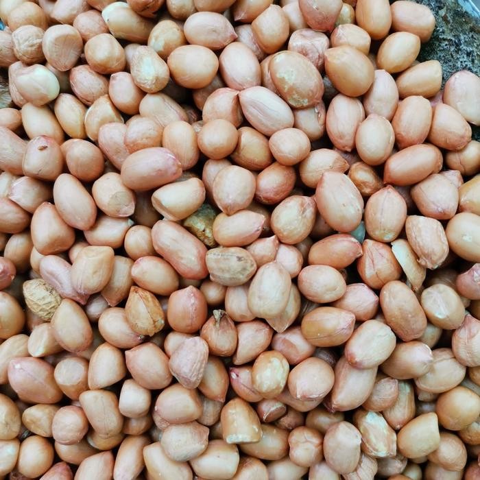 

Kacang Tanah Kulit Mentah ukuran 80/90 Putih India Super
