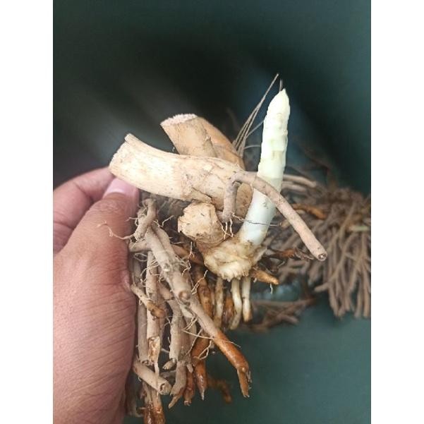 DISKON bibit bonggol akar asparagus READY STOCK