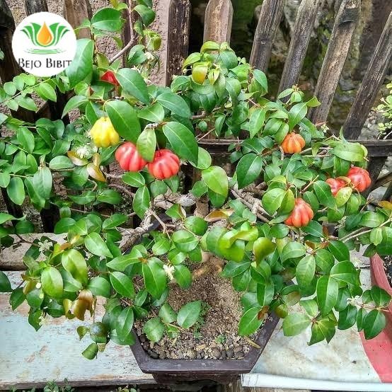 SIAPKIRIM Bibit Buah Dewandaru Belanda Taan Pohon Dewandaru / Buah Dewa READY STOCK
