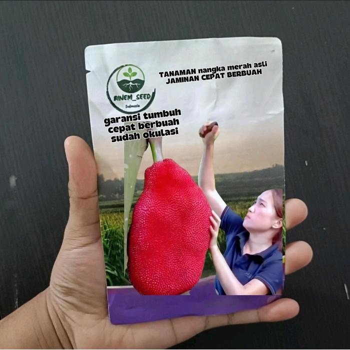 DISKON benih nangka merah cepat berbuah READY STOCK