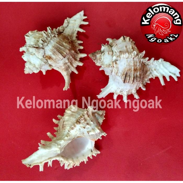 

Cangkang Ramosus size L