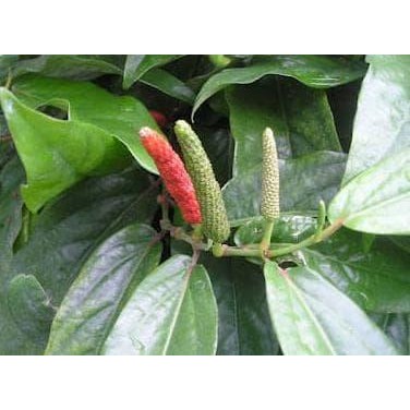 New Cabe Jawa Obat Segar High Quality