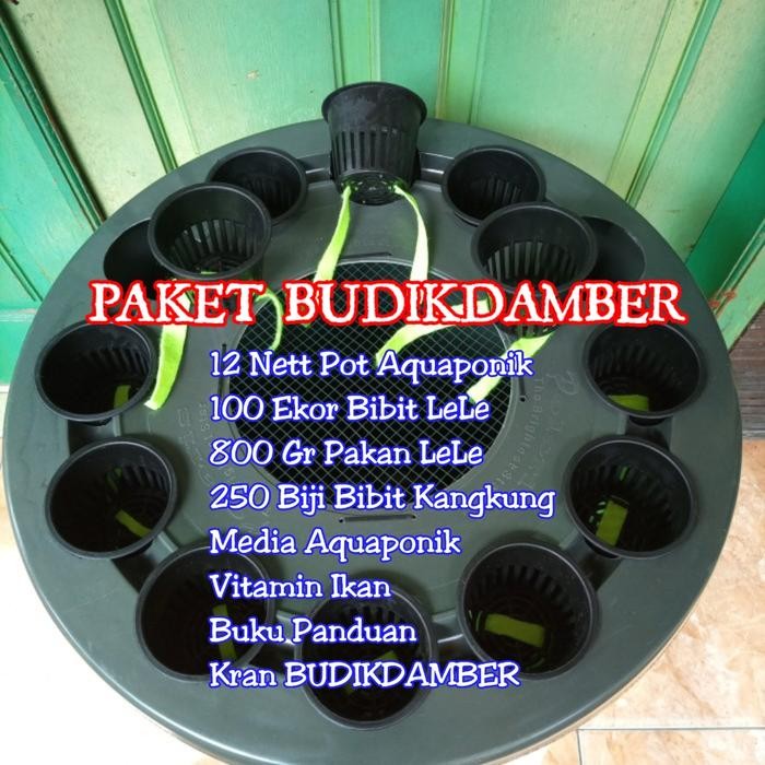 BARU Paket BUDIKDAMBER Lele & Aquaponik