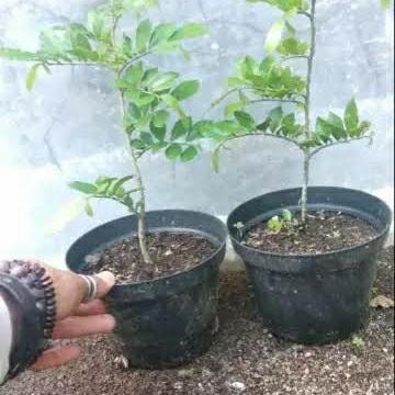 PREMIUM bahan bonsai serut hidup siap kawat dari biji