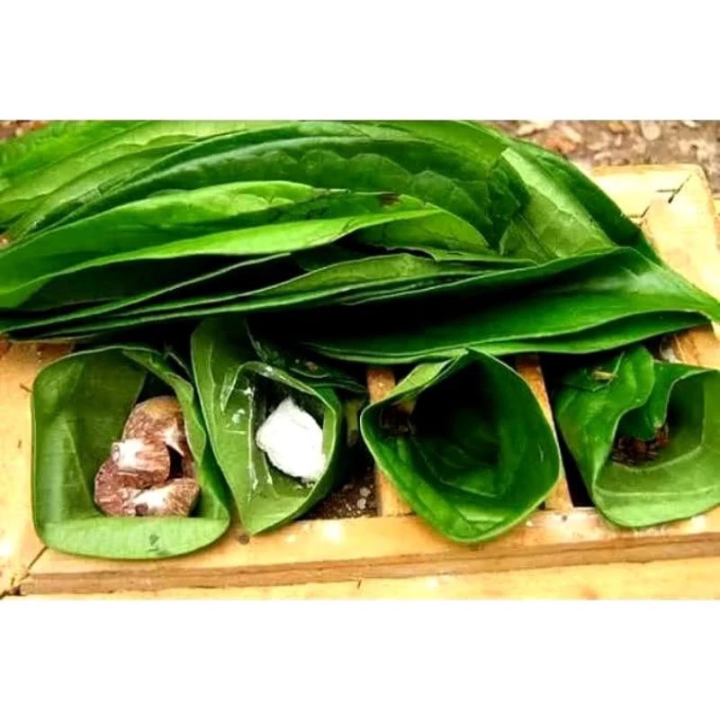 

Daun sirih pegunungan asli