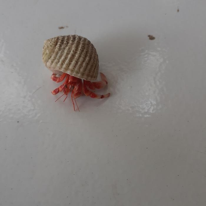 (Allthebest) red perlatus