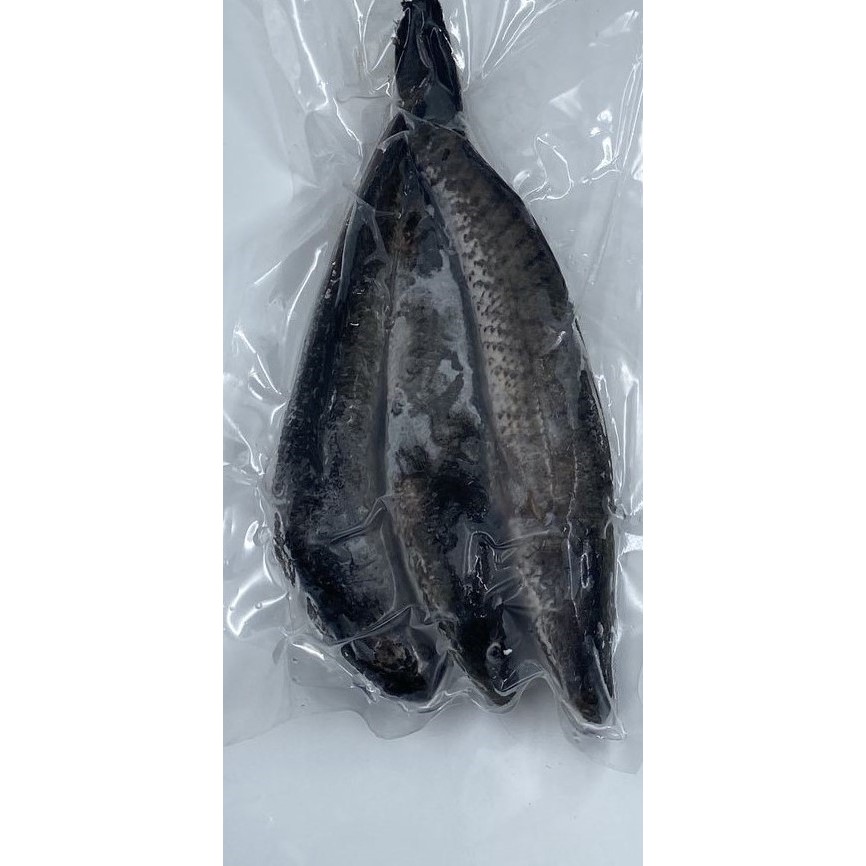 

Ikan Gabus Air Tawar 450 - 500 gram