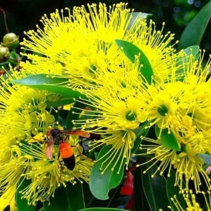 Tanaman hias xantostemon - santos temon