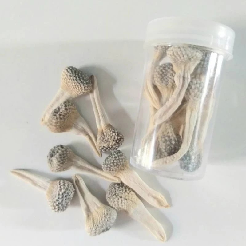 

satu pcs Ecer per biji Super Empot Ayam putih asli utuh empot biang mpot keputihan