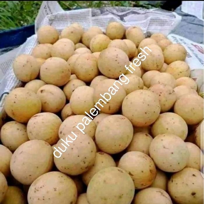 

ORIGINAL BUAH DUKUH PALEMBANG FRESH MANIS PER 1KG READY STOCK