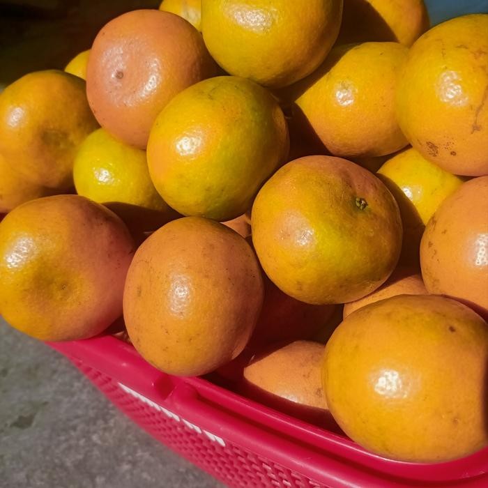 

SIAPKIRIM JERUK MEDAN BERASTAGI jeruk medan manis fresh Buah READY STOCK