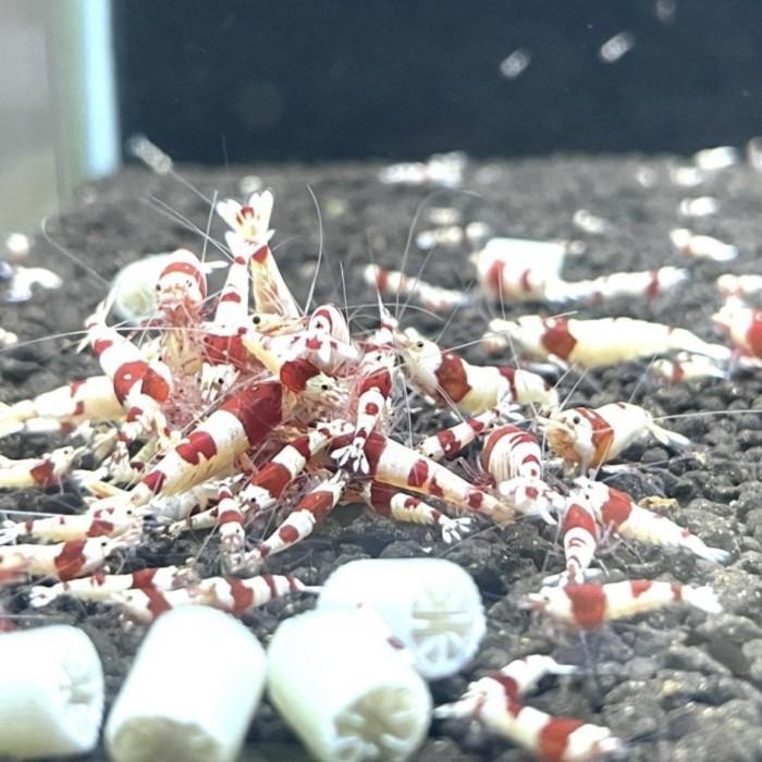 Prl Shrimp / Prl / Pure Red Line -Gratisongkir