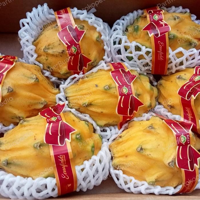 

ASLI Buah Naga Kuning Equador Buah Naga Yellow 1 Pcs READY STOCK