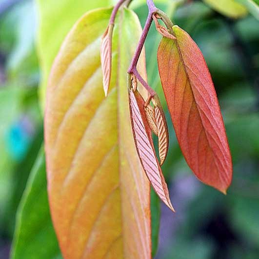 Bibit Tanaman Kenanga Merah Langka Wangi