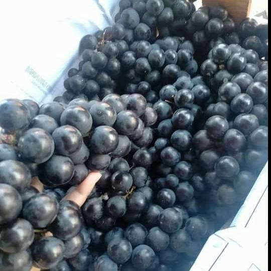 

ORIGINAL anggur hitam anggur bali 1kg READY STOCK