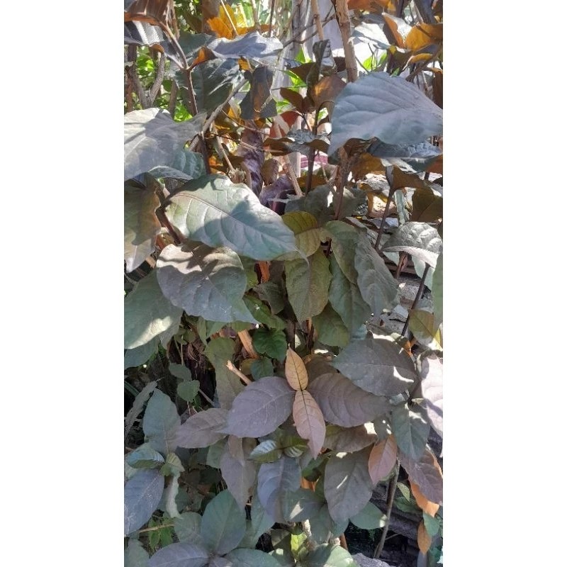 

satu lembar Daun Ungu Segar ORGANIK/ Daun herbal untuk ambeien